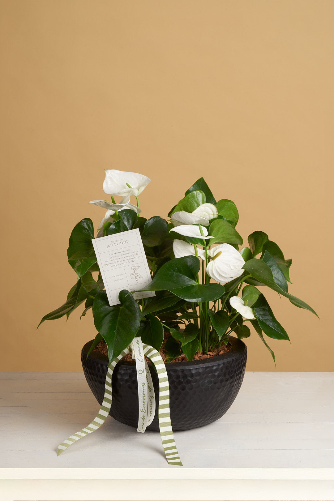ANTURIO BLANCO