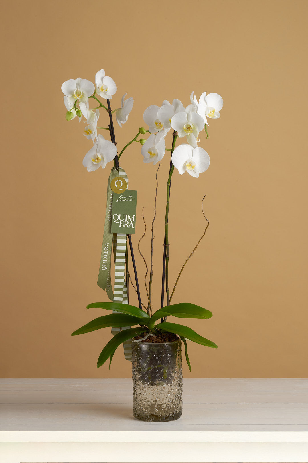 ORQUÍDEA BLANCA