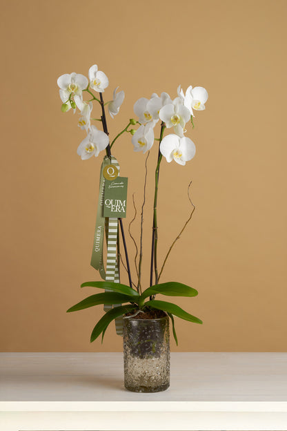 ORQUÍDEA BLANCA