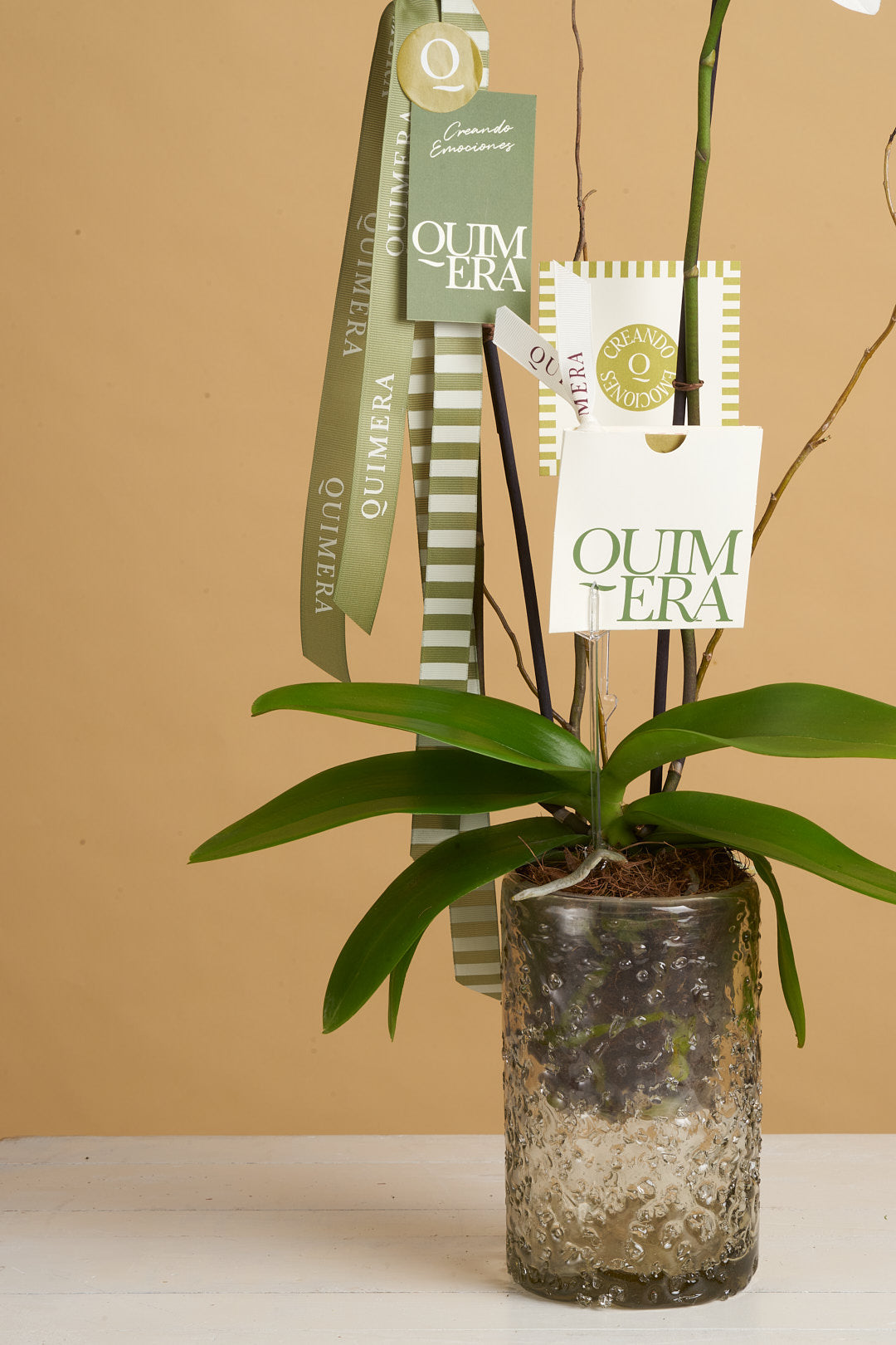 ORQUÍDEA BLANCA