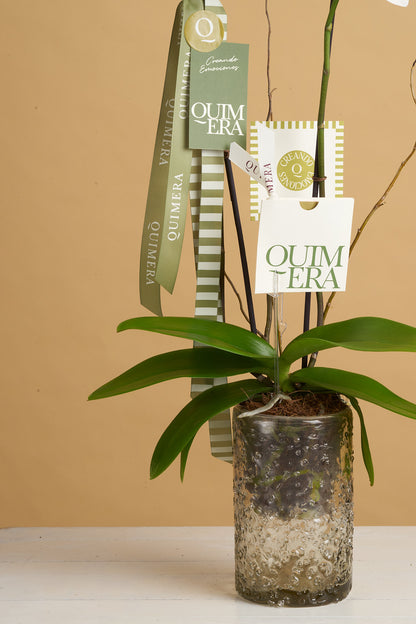 ORQUÍDEA BLANCA