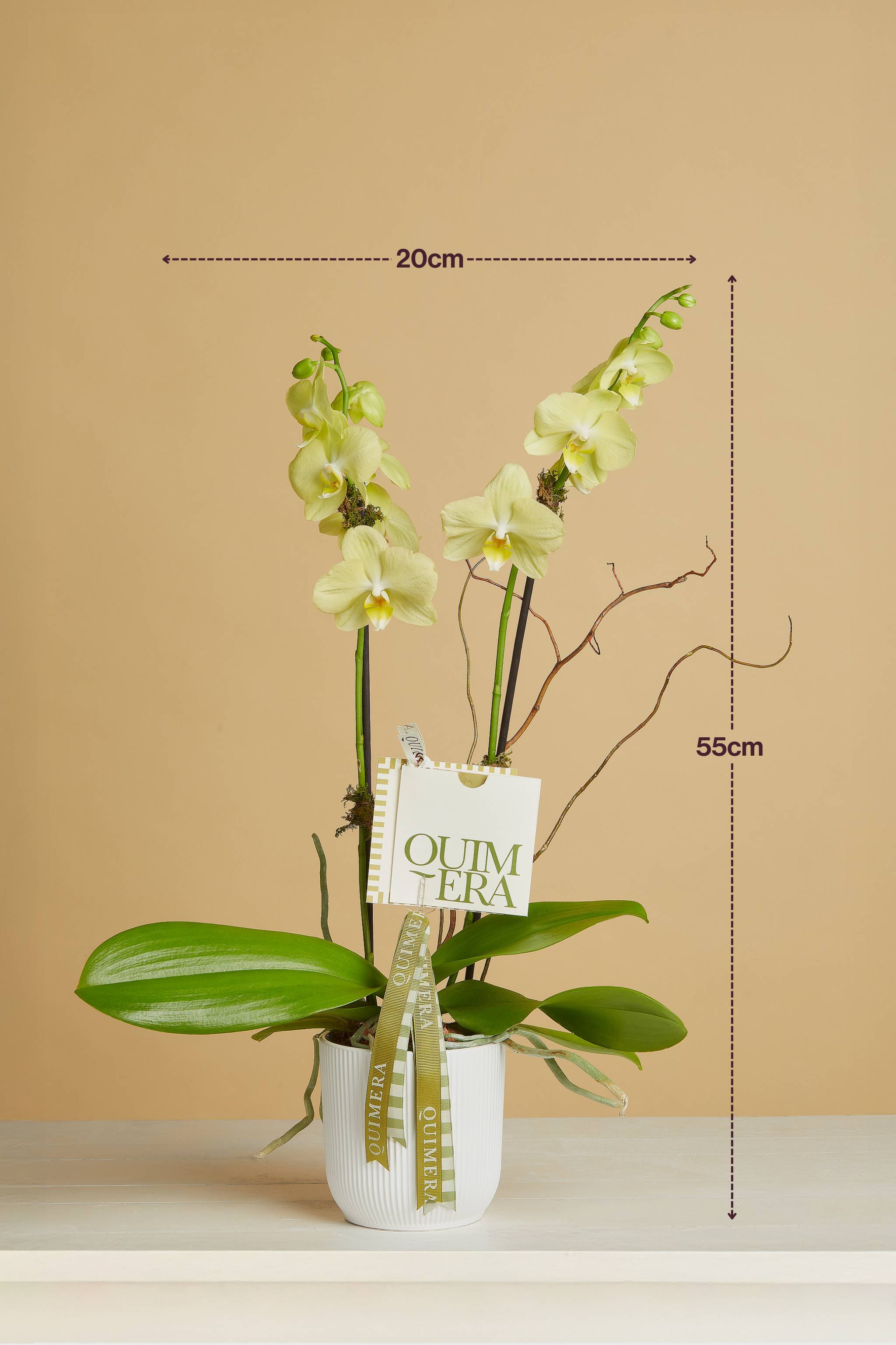 ORQUIDEA