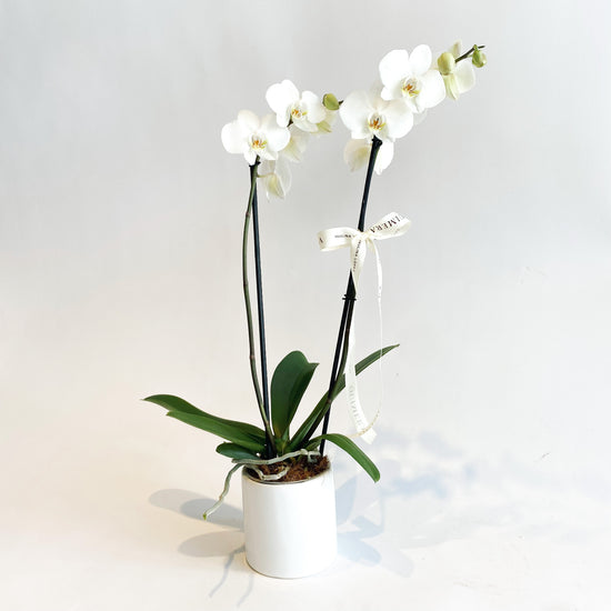ONE WHITE ORCHID